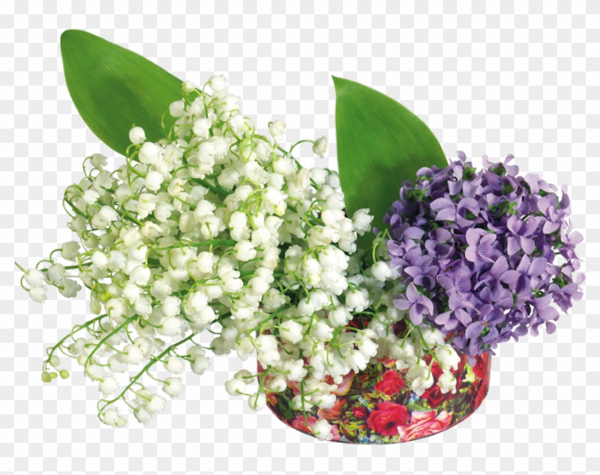 Tubes 1 Mai Pngbonne Journee A Vous Caroline - Lilas Muguet Fleurs Clipart #3529307