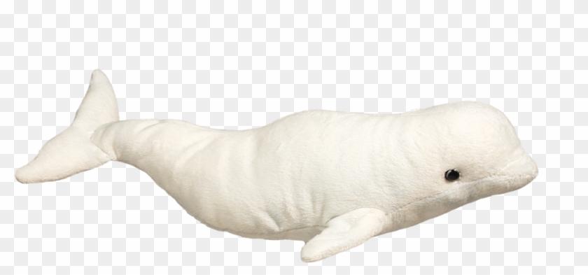 Beluga Whale Png - Beluga Whale Clipart