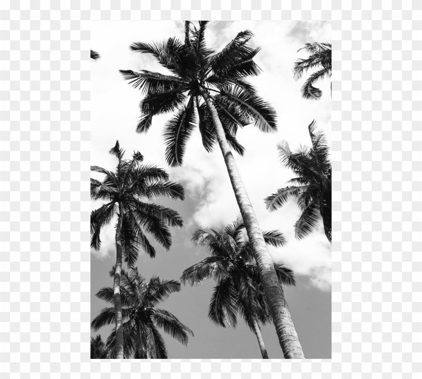 Palm Ii - Attalea Speciosa Clipart