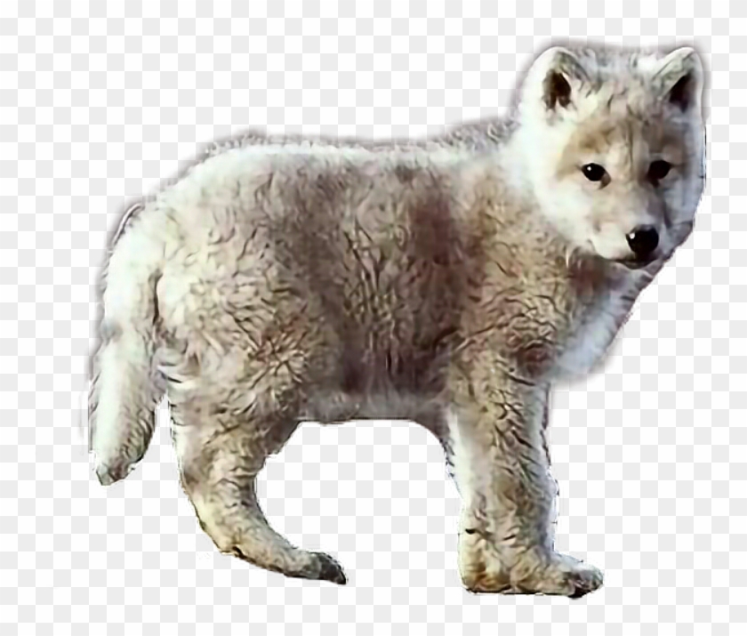 #baby #wolf #animal #wild #wildlife - White Fang As A Cub Clipart