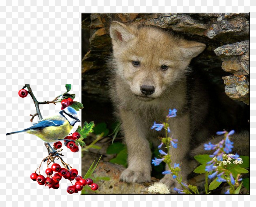 Обсуждение На Liveinternet - Schattige Wolf Pup Clipart #3531931