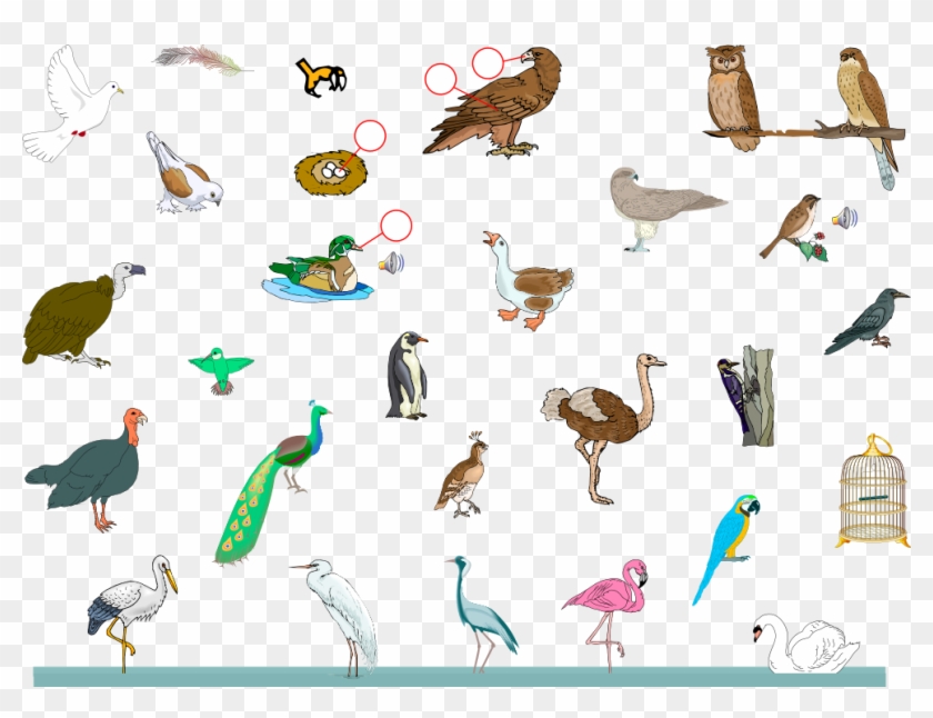 Free Birds - Vocabulary Animal Bird Clipart #3532319
