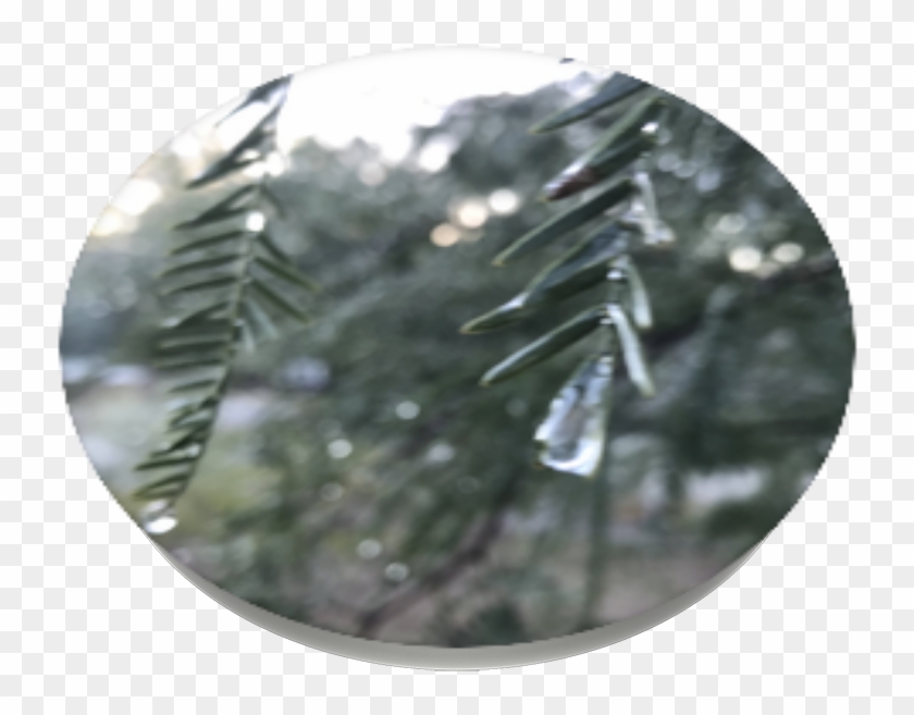 Rainy Tree, Popsockets - Christmas Tree Clipart #3536080