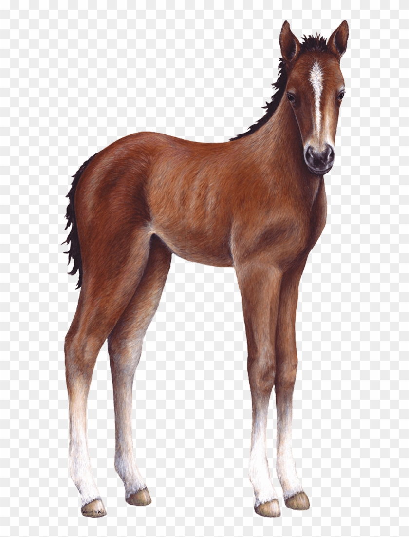 Foal Png Clipart #3536085