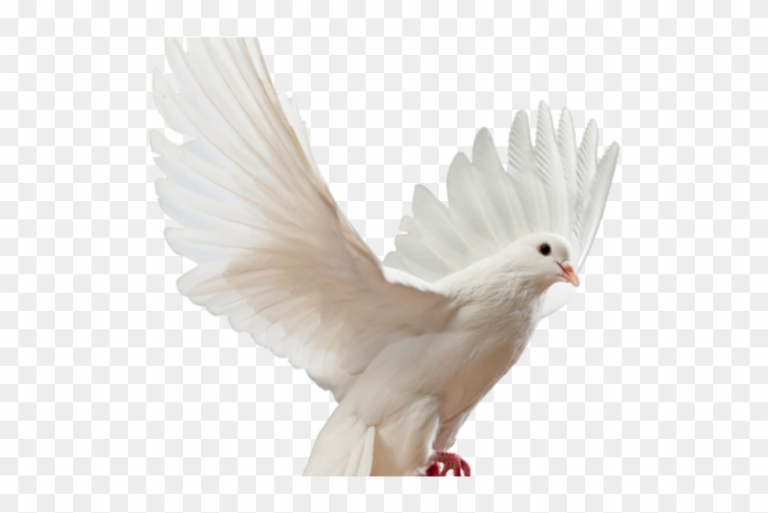 Turtle Dove Clipart Pigon - Picsart Bird Png For Editing Transparent Png