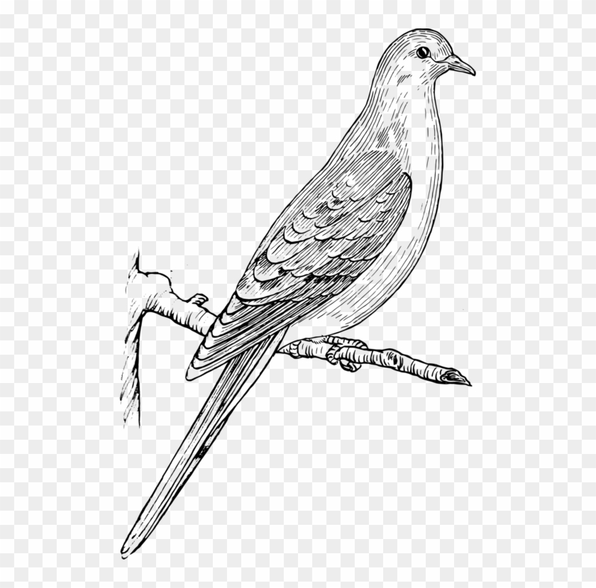 Vector Doves Turtle Dove Dove On Branch Png Clipart (3536483) PikPng