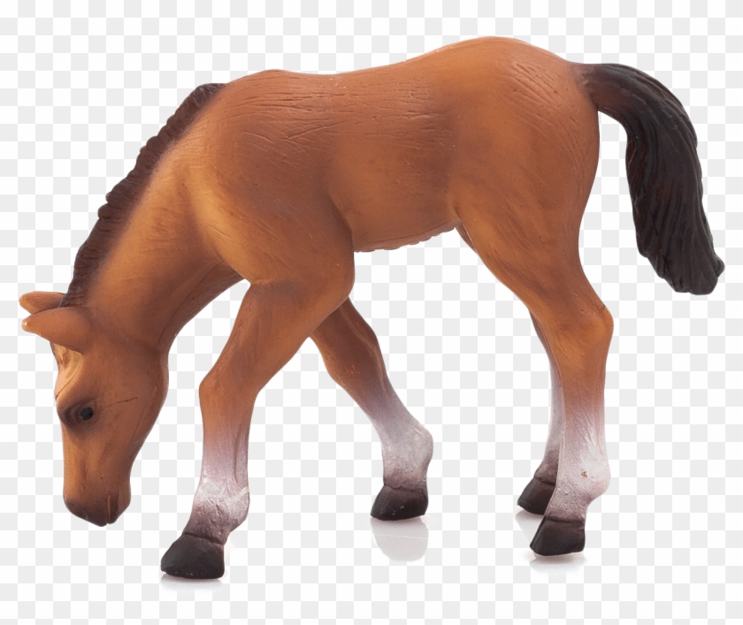Farmland - Foal Clipart