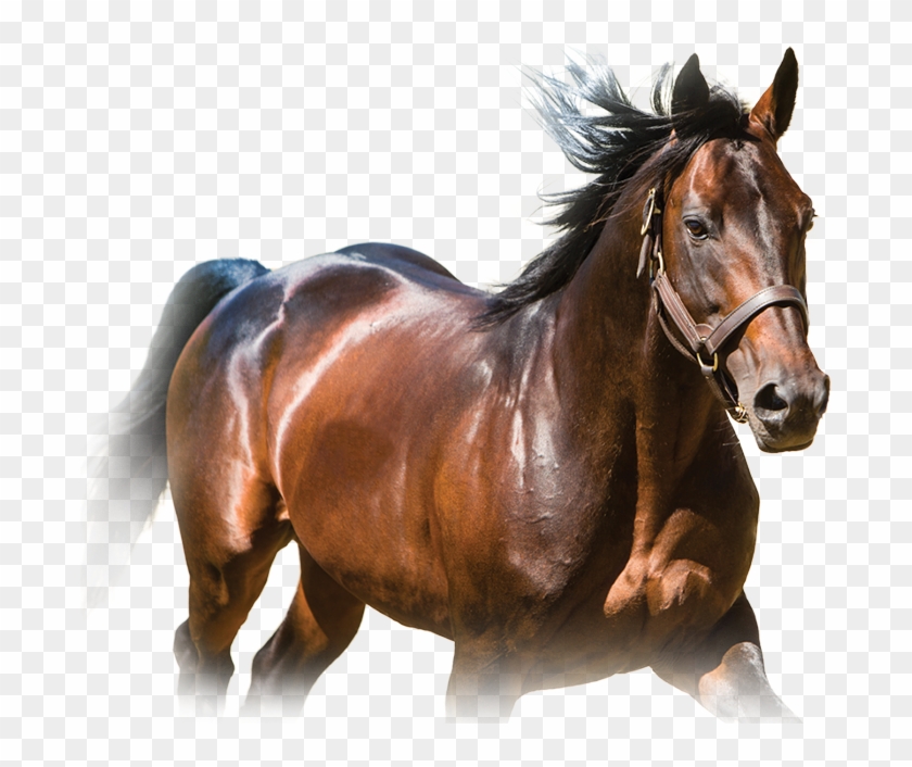 Foals O - S - S - And Breeders Crown Eligible Loyalty - Sorrel Clipart