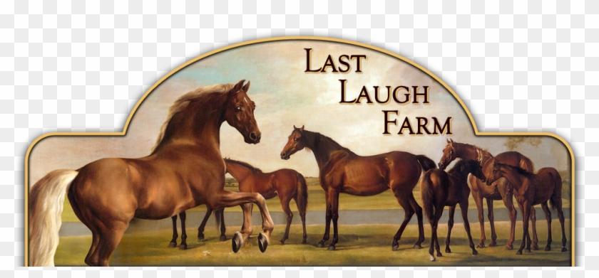 Llf Receives Two Premium Filly And Reserve Champion - George Stubbs Whistlejacket Clipart