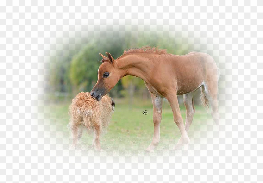 It Was An Amazing Foaling Season Most Of Them Are Offered - Sorrel Clipart #3537105