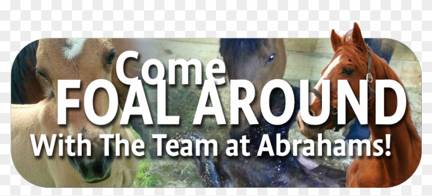 Abrahams Slider Foal - Filtering Software Clipart #3537176