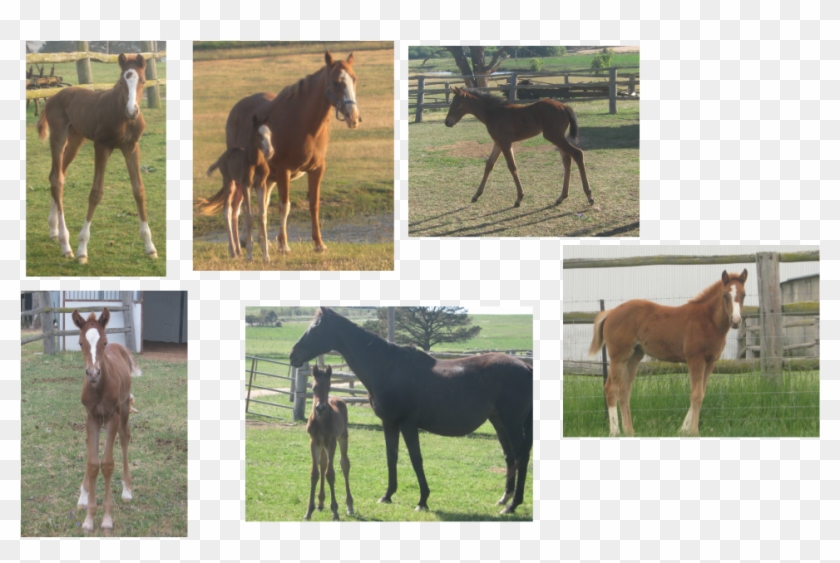 Sorrel Clipart #3537370