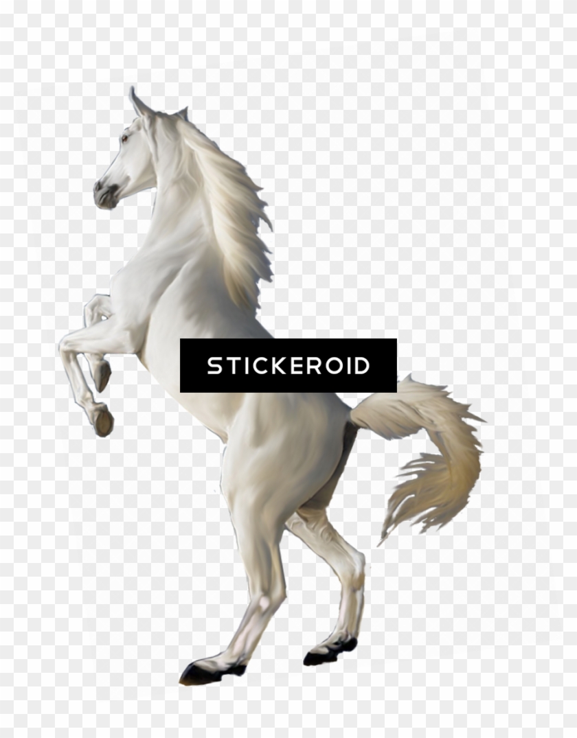 White Horse Png - Png Background Hd Animals Clipart #3537407