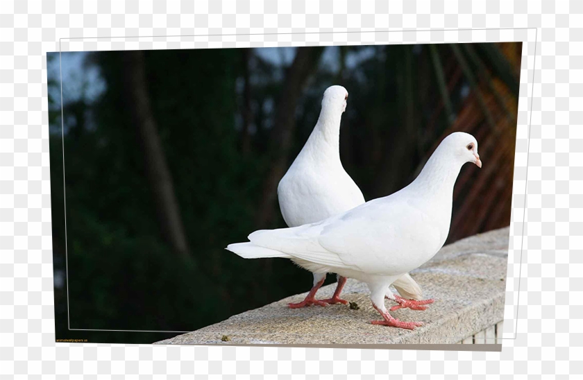 Doves - Love In Nature Hd Clipart #3537634