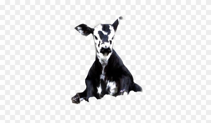 #nature #cow #cows #babycow #cute #tiny #sweetlittlebaby - Dairy Cow Clipart