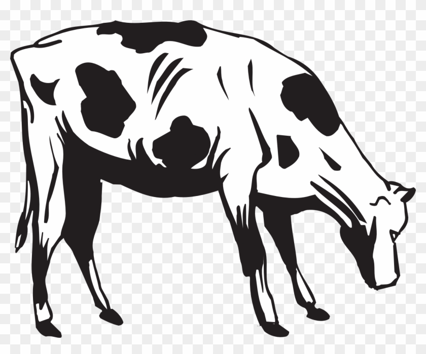 Grass Black And White Black Cow Eating Grass Clipart - Cow Eating Grass Drawing - Png Download