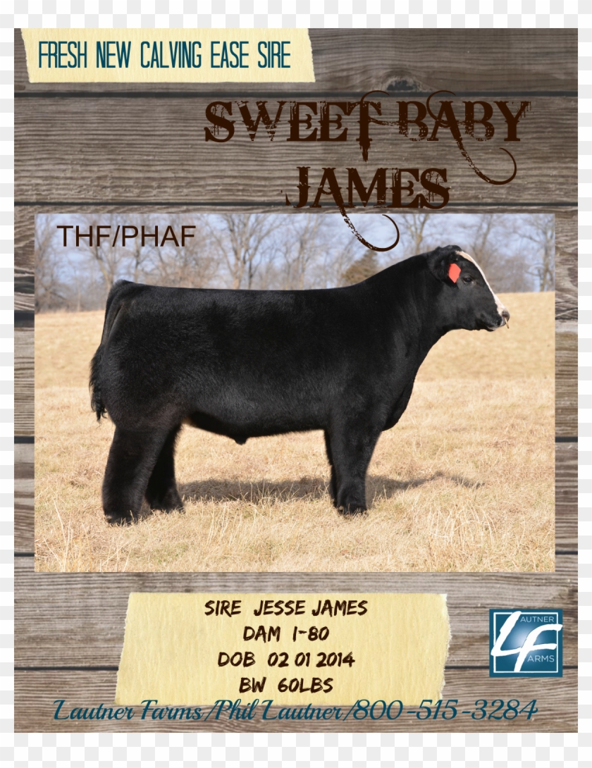 Sweet Baby James Ad - Sweet Baby James Bull Clipart