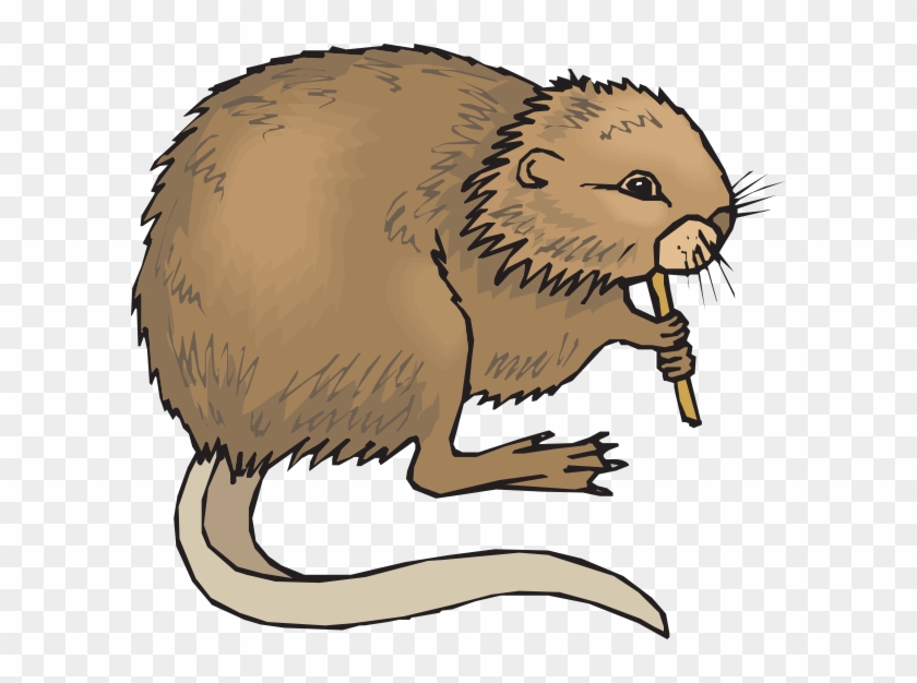 Cartoon Muskrat Clipart