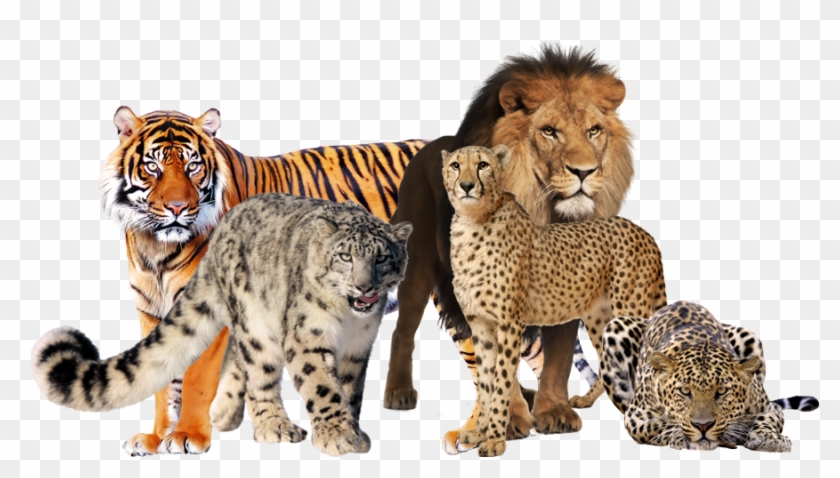 Wild Cats Png - Big Cats Transparent Clipart