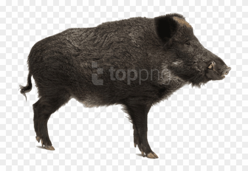 Wild Boar Side View Clipart