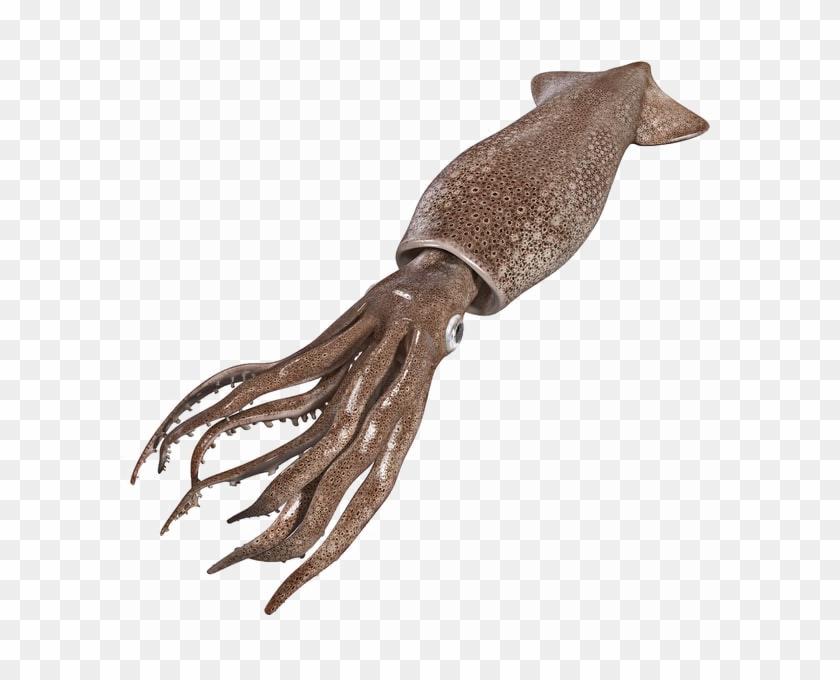 Squid Transparent Image - Squid 3d Model Free Clipart #3540625