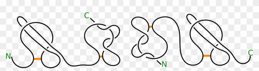 4 Schematic Depiction Of Proteins With L2 Ls And Ls - Line Art Clipart