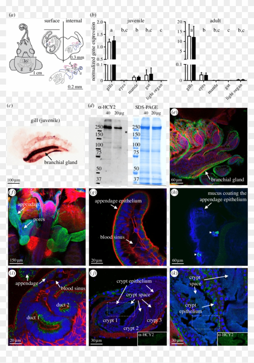 Graphic Design Clipart