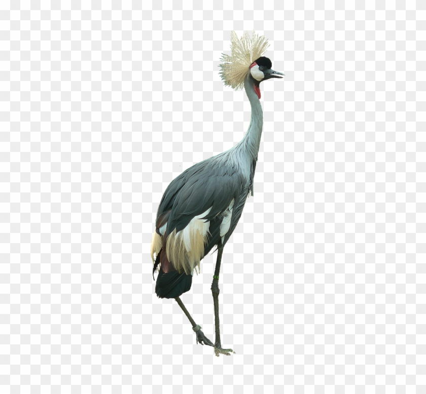 Crowned Crane Bird Cutout Isolated Large - Head Clipart #3542359