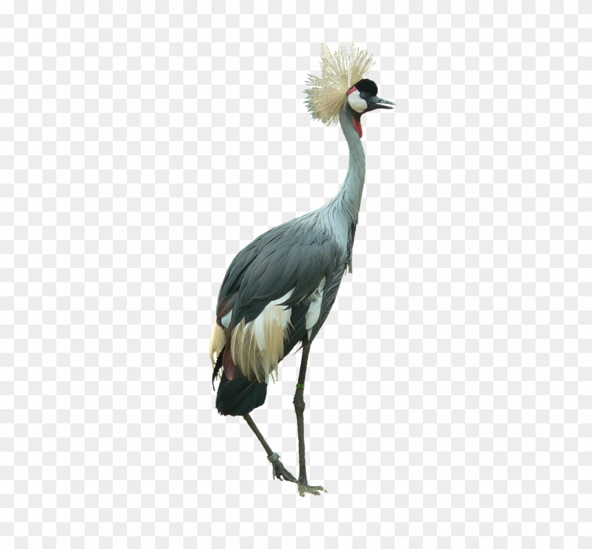 Crowned Crane Bird Cutout Isolated Large - Head Clipart