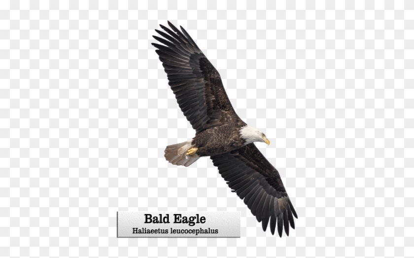 Click And Drag To Re-position The Image, If Desired - Bald Eagle Clipart #3542580