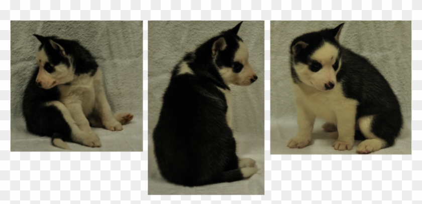 Siberian Husky Puppy - Sakhalin Husky Clipart #3543919