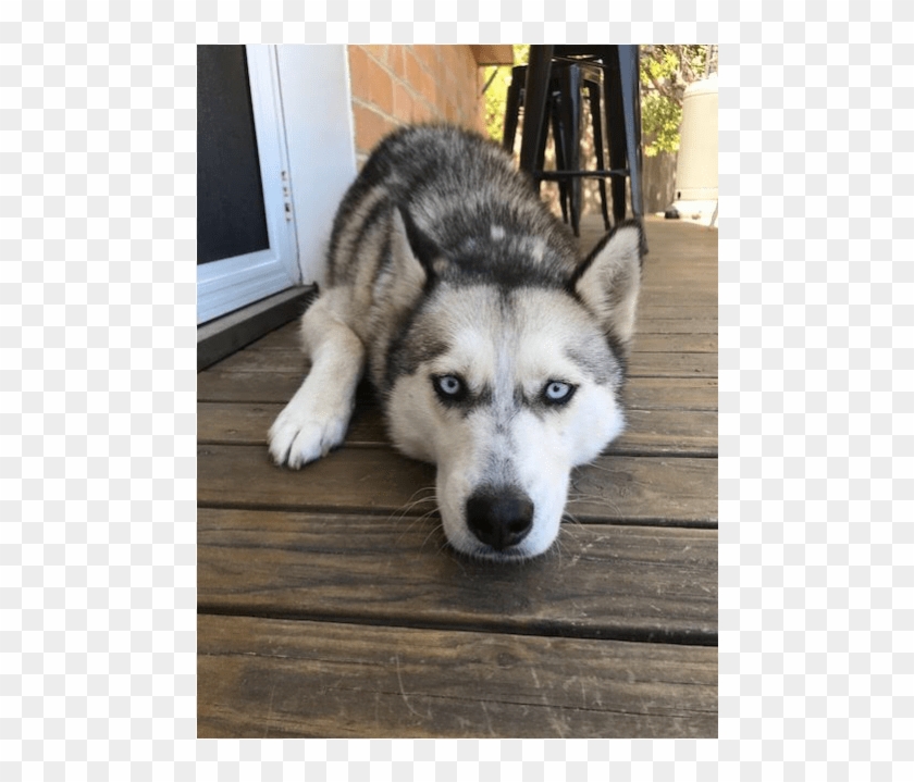 Photo Of Skye - Sakhalin Husky Clipart #3544023