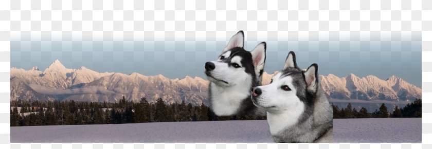 Fisher With Kuvuk Dogs - Sakhalin Husky Clipart