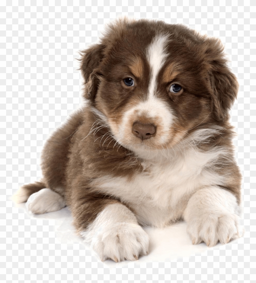 Siberian Husky Puppy Cat Pet Carrier Cute Dog 1100 - Cute Dog Png Clipart