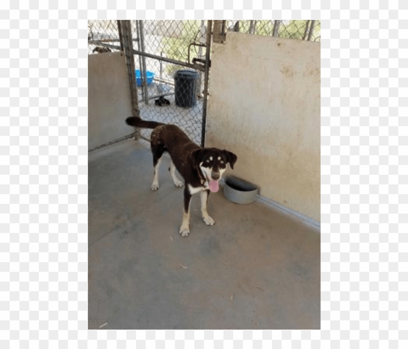 Donate To Petrescue - Beaglier Clipart #3544486