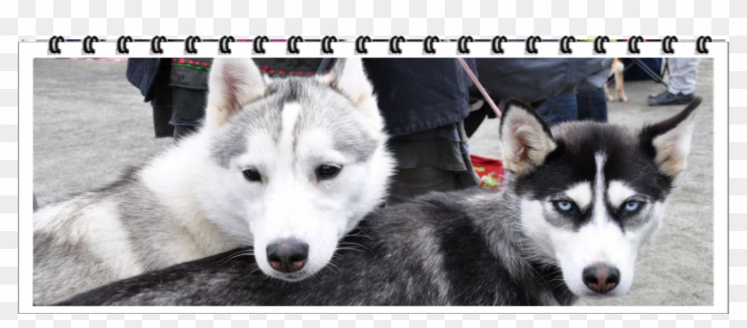 Siberian Huskies Are Very High Energy Very High Active - Miniature Siberian Husky Clipart #3544644