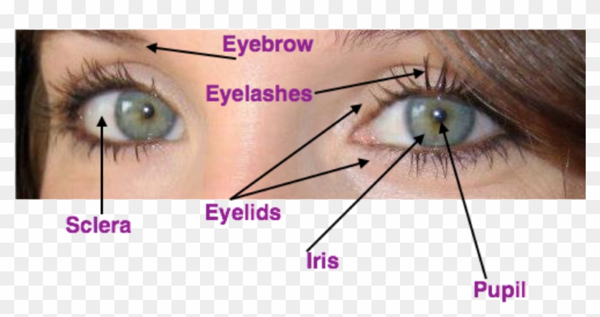 Eye Anatomy Kinder Labled - Eyelash Extensions Clipart