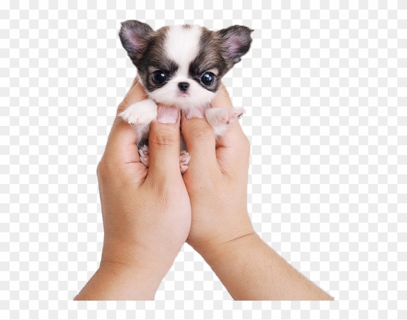 Kisspng Chihuahua Siberian Husky Puppy Cat Cuteness - Very Cute Puppies Clipart