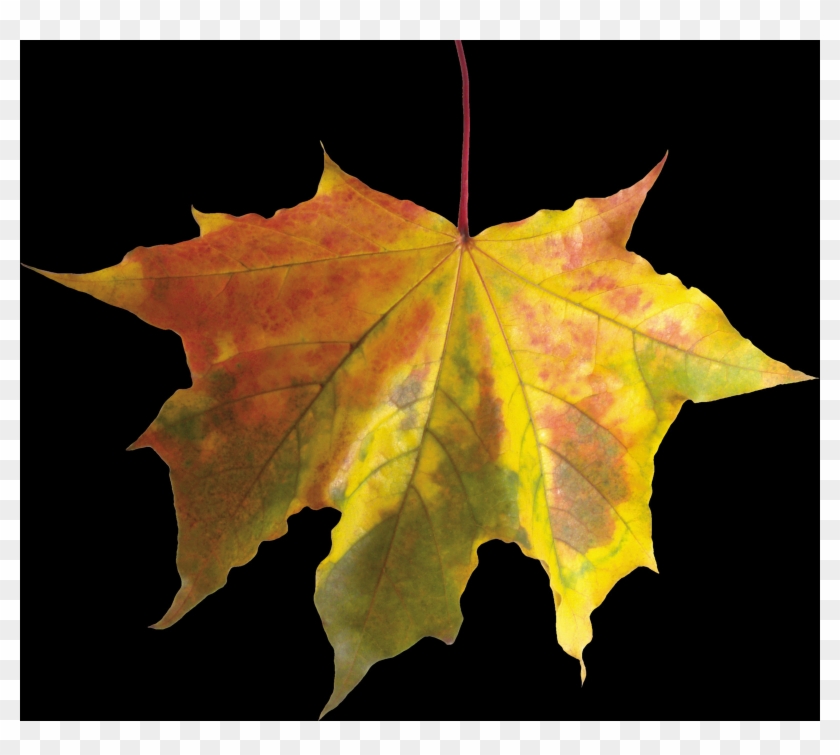 Maple Leaf Clipart