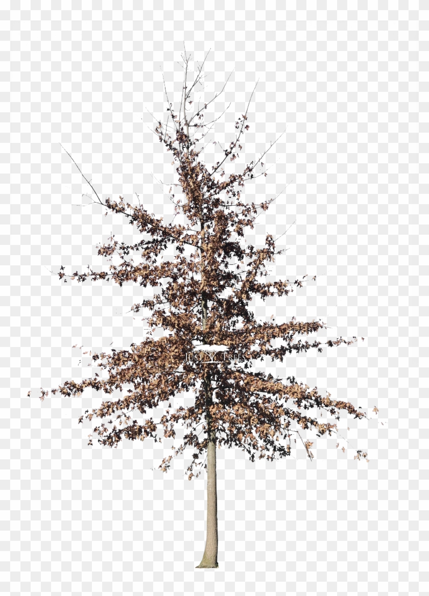 Quercus Palustris - White Pine Clipart