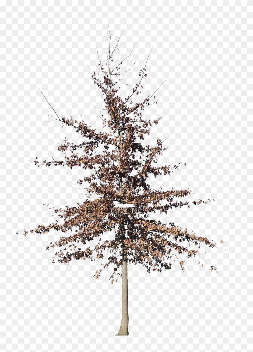 Quercus Palustris - White Pine Clipart #3547090