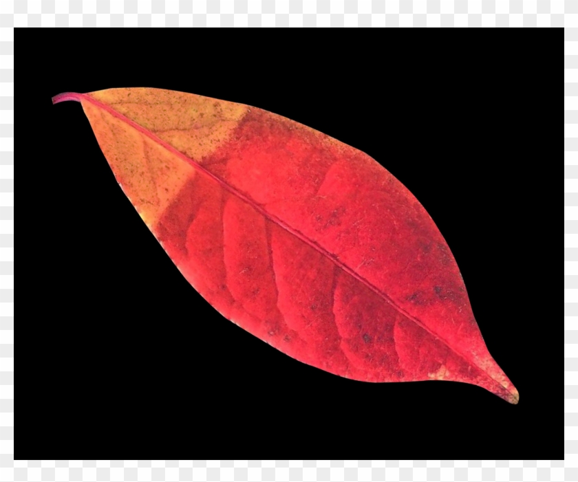 Free Pngs - Flower Clipart #3547326