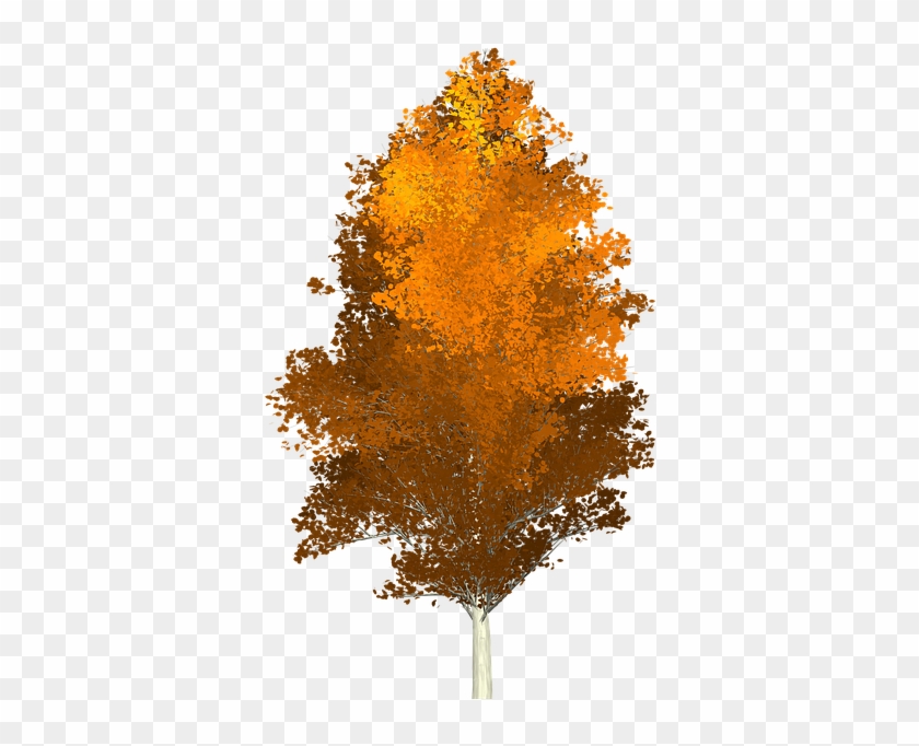 Aspen Tree Png - Drzewa Jesien Png Clipart
