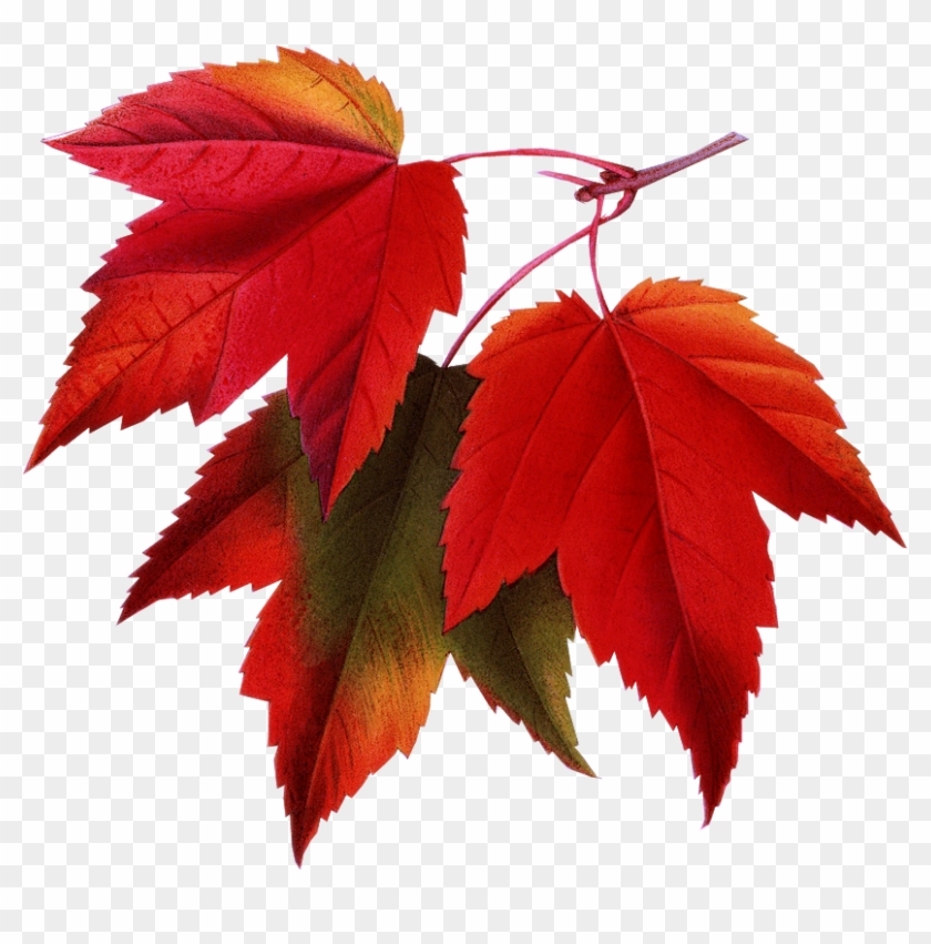 Autumn Leaves - Fall Pictures For Email Signatures Clipart #3547606