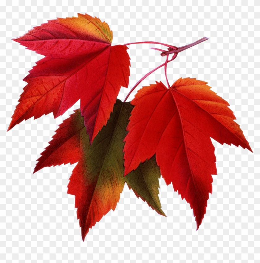 Autumn Leaves - Fall Pictures For Email Signatures Clipart