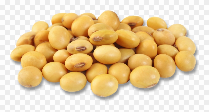 Soybean Png - Soybean Clipart #3548019