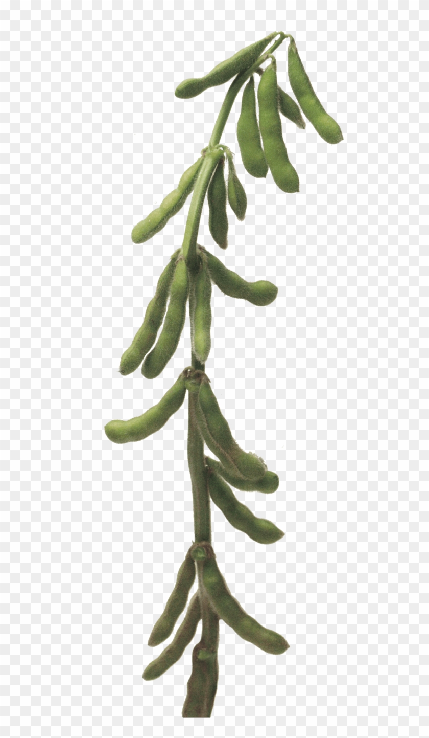 Food - Soybeans - Shortleaf Black Spruce Clipart #3548332