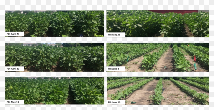 Canopy Cover In Early July For Each Planting Date In - Soybean Canopy Clipart