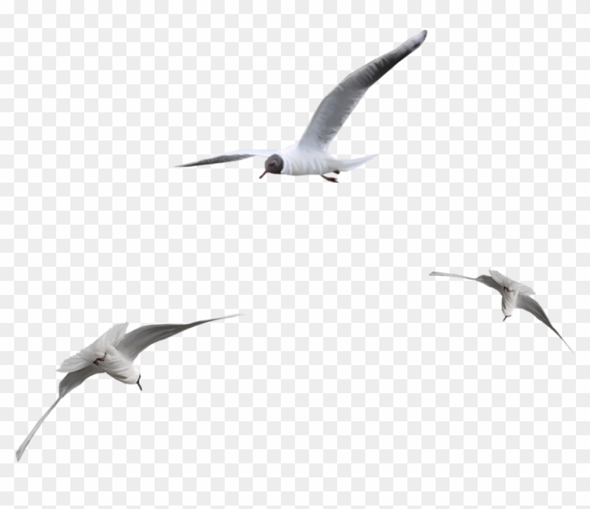 Tubes Oiseaux - Летящие Чайки Clipart