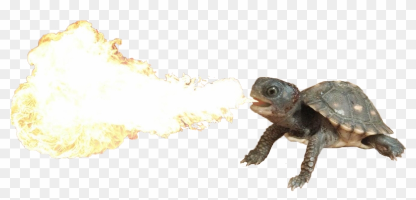 Fire Breathing Turtle - Fire Breathing Turtle Dragon Clipart #3550539
